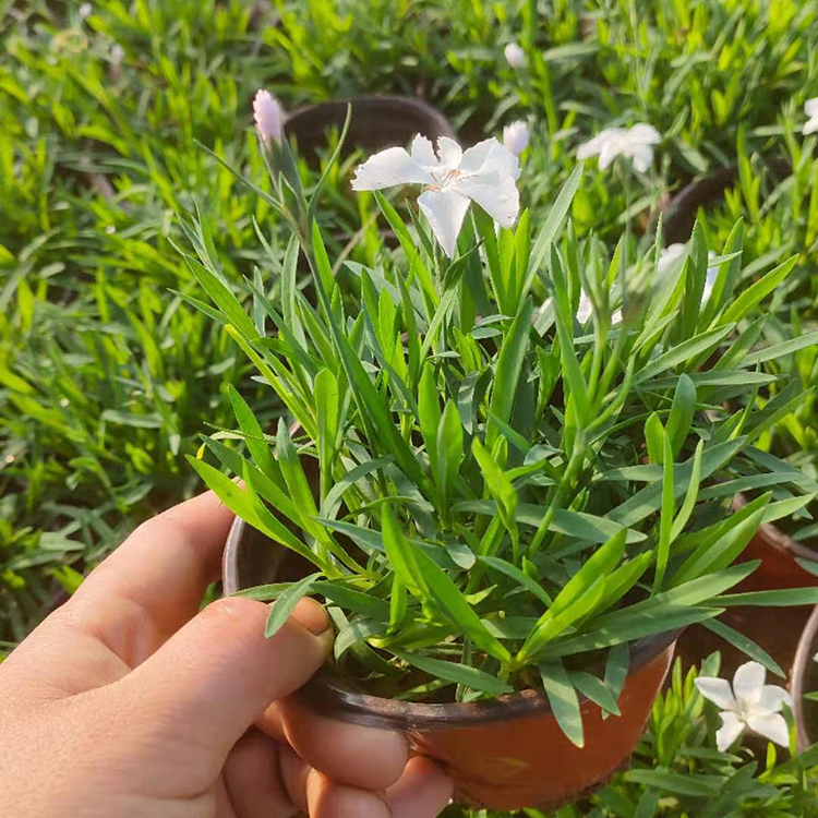 白花耐寒欧石竹 咨豪花卉 青州花卉苗木批发