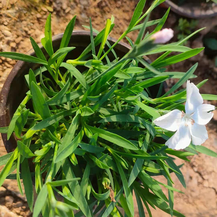 绿化带观赏花卉 欧石竹 双色盆白花欧石竹 咨豪批发