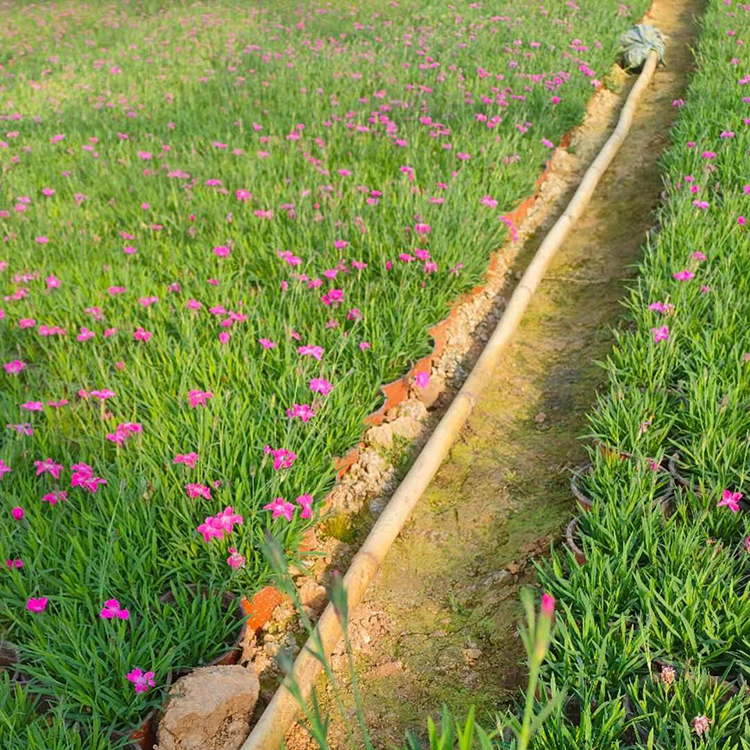 耐寒欧石竹批发 花色可选 咨豪欧石竹小苗批发