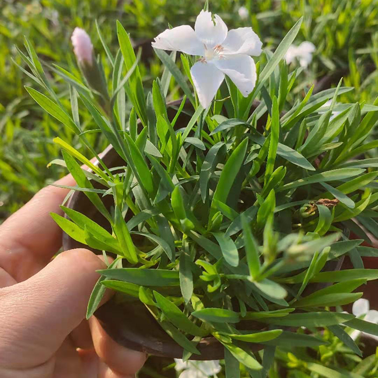 欧石竹营养杯 花海白色欧石竹大量供应 起苗装车发货
