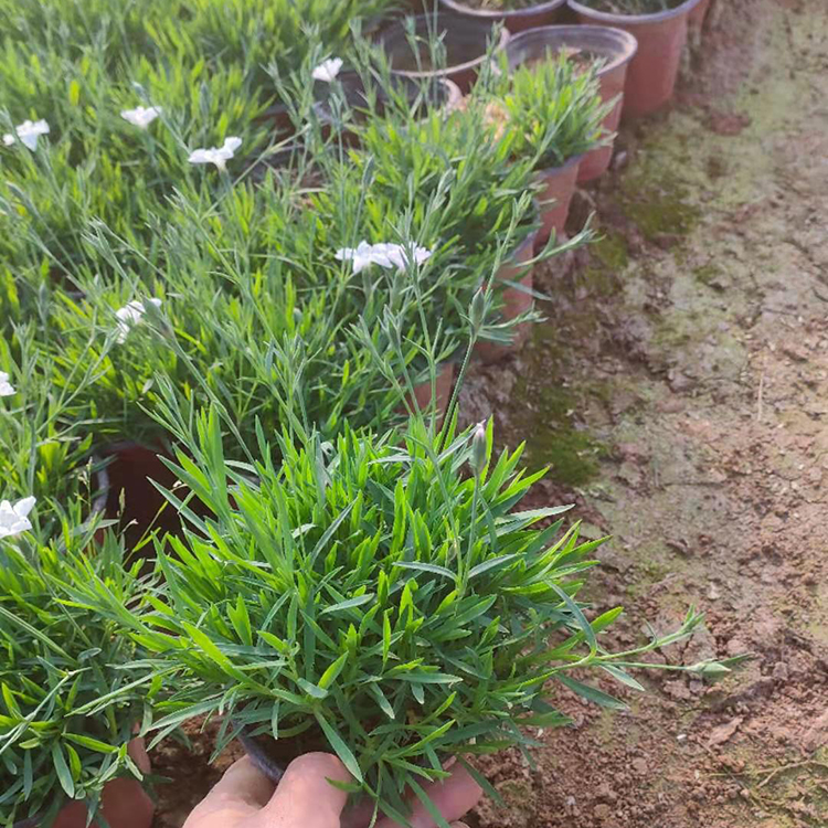 欧石竹 园林景观绿化观赏观赏花卉 基地发货