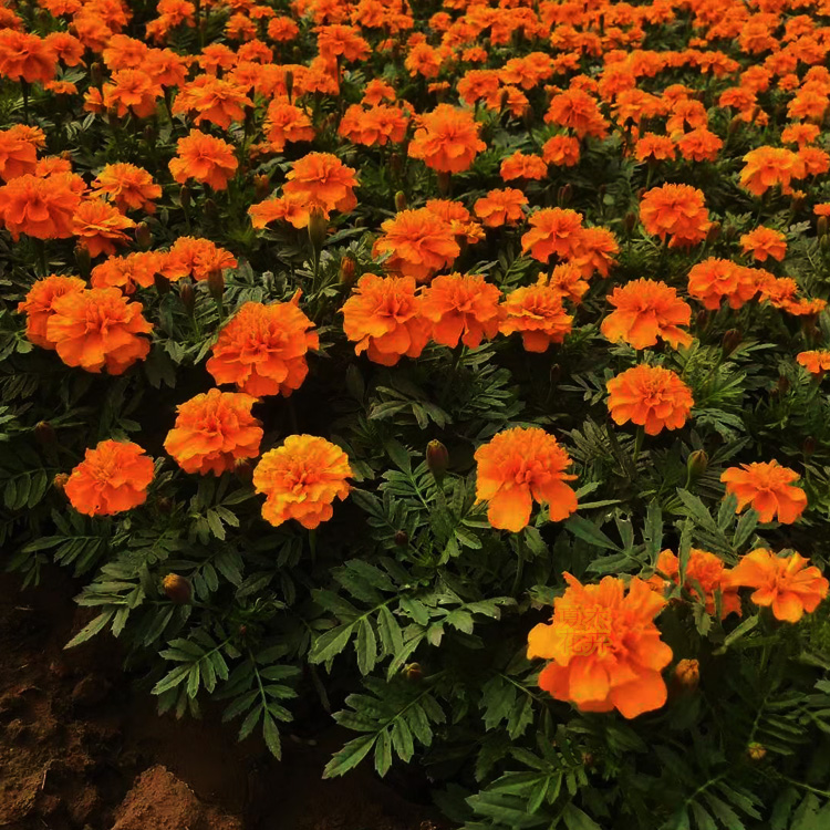 孔雀草价格 孔雀草出售 孔雀草供货商