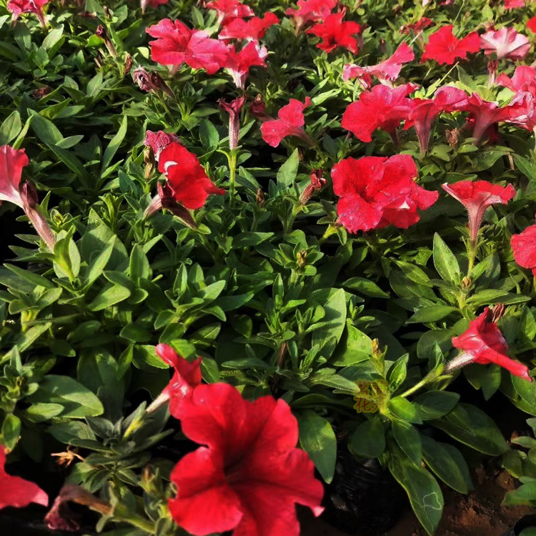 牵牛批发  牵牛小苗  牵牛种植基地