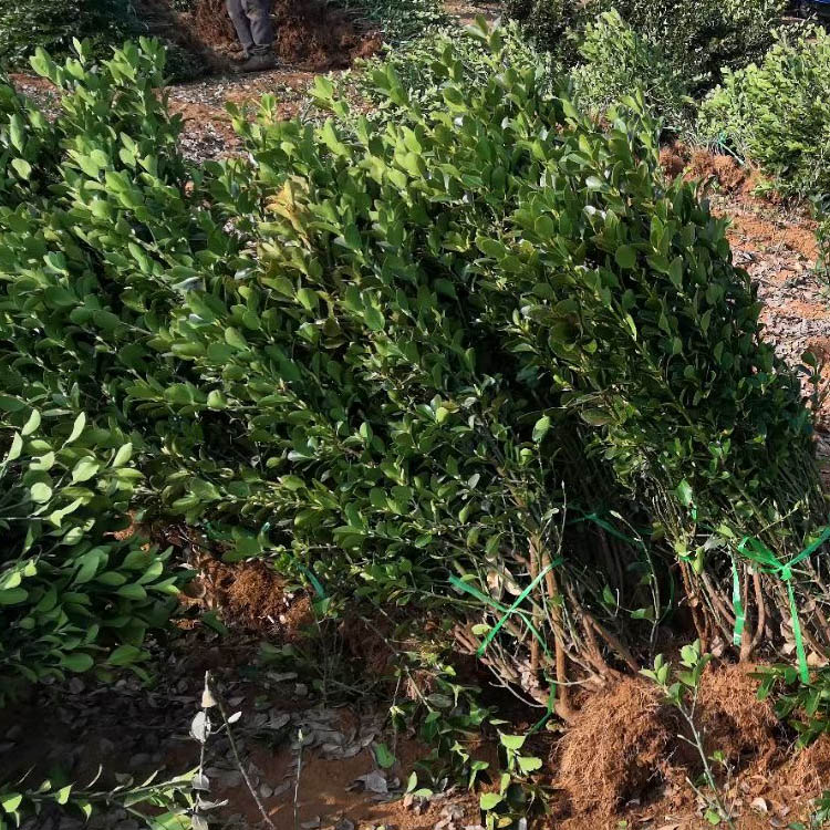 林祥大叶黄杨价格，大叶黄杨绿篱大量供应，基地直销 