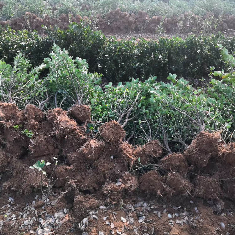 60-80公分大叶黄杨绿篱供应，基地直销，量大从优