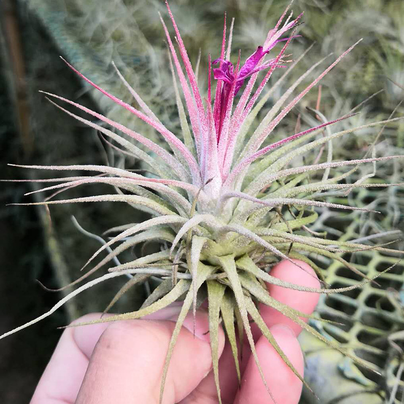 无土植物小精灵 观赏凤梨 空气凤梨