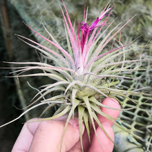 无土植物小精灵 观赏凤梨 空气凤梨