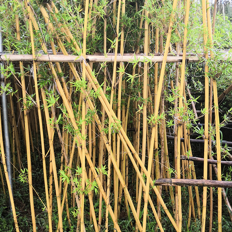 小琴丝竹 四季常青琴丝竹 凤尾竹