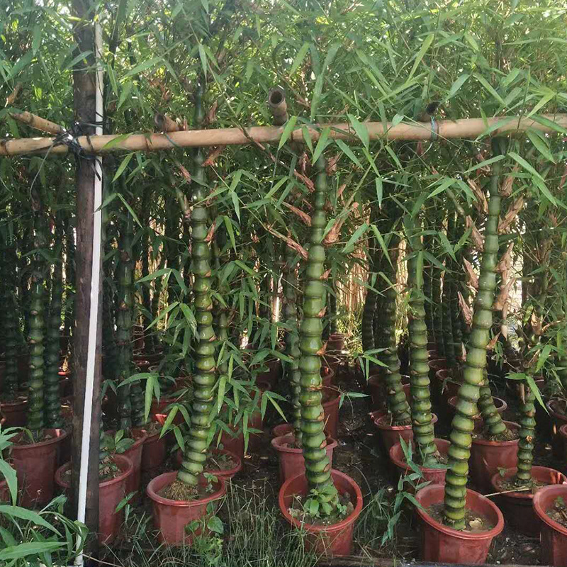 佛肚竹盆景 葫芦竹子 庭院绿化植物