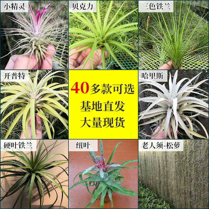 空气凤梨 无土盆栽室内花卉 绿植贝克立 观赏植物窗帘老人须松萝