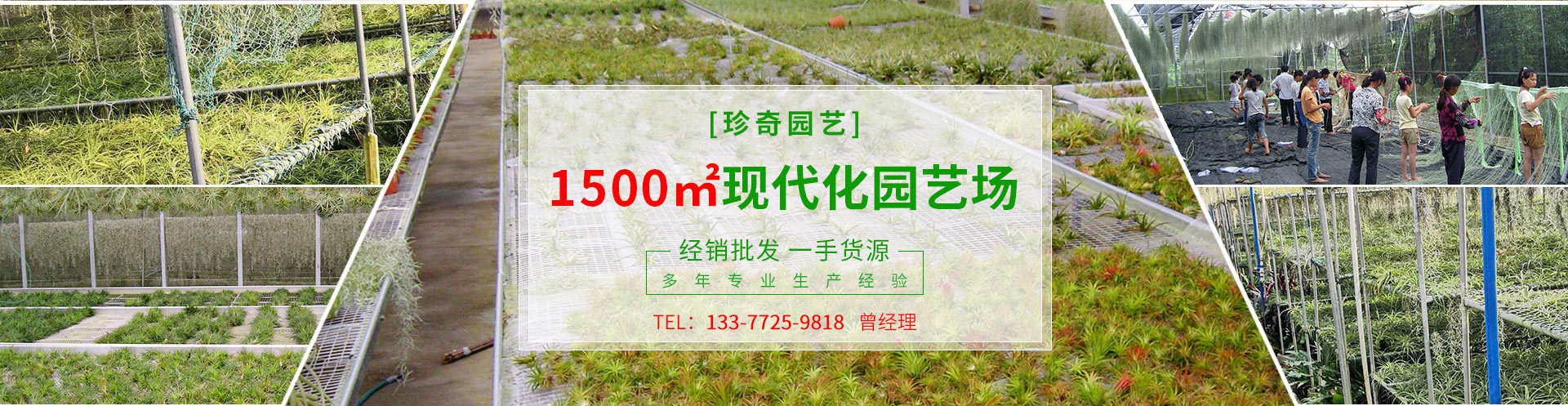 桂平市珍奇园艺场 主营产品