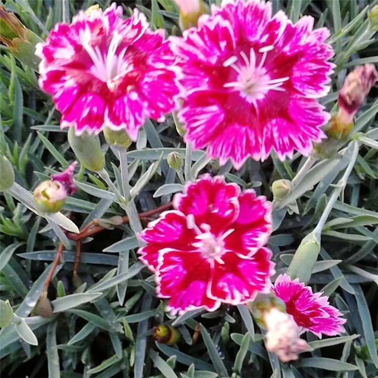 彩虹石竹 花色颜丽 彩虹石竹小苗 花海观赏植物