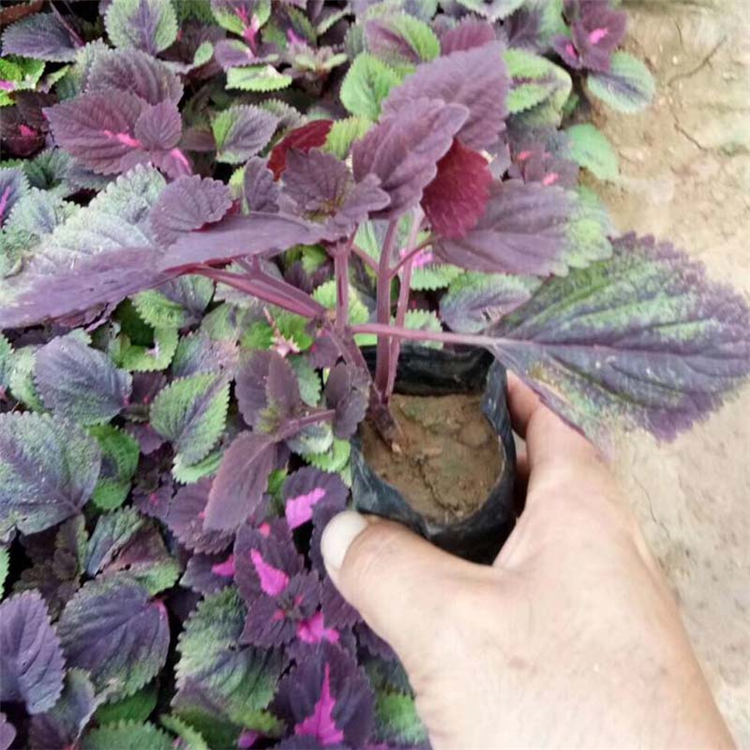 潍坊青州黄楼大量批发彩叶草 彩叶草装车发货快