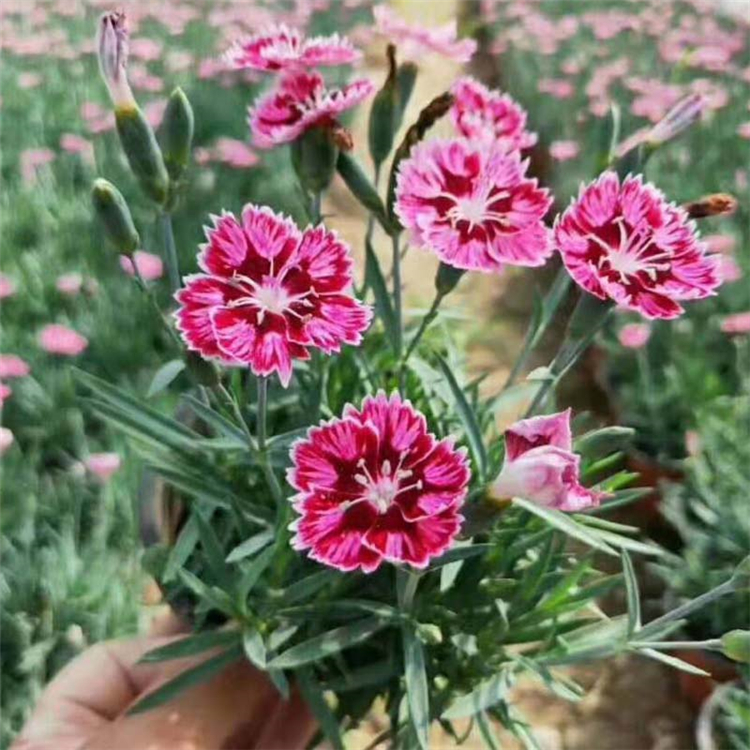 彩虹石竹 花期时间长 观赏类花海苗木彩虹石竹批发