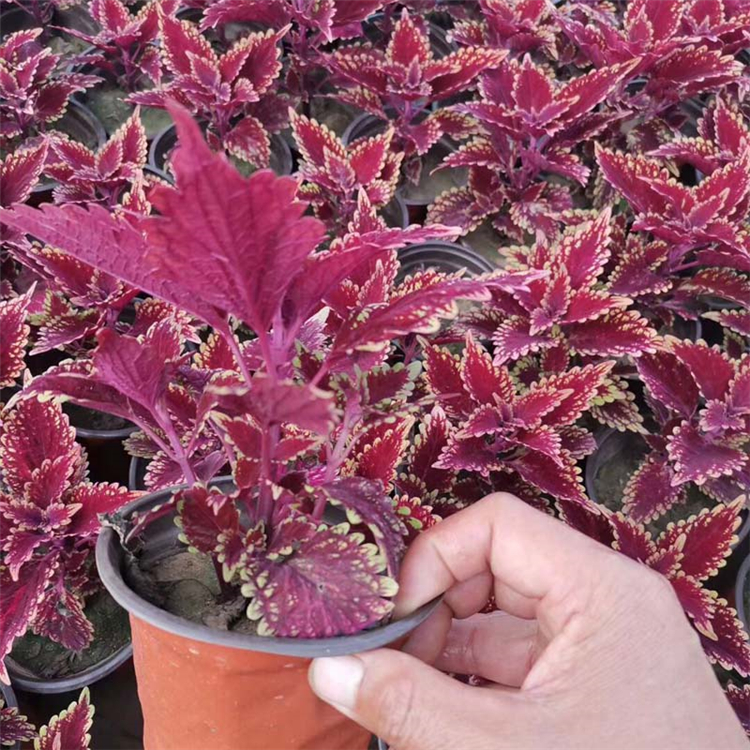 常年供应宿根草花花卉 彩叶草花卉租摆种植【天卓花卉】