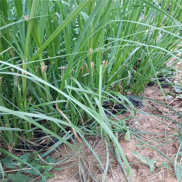 蒲苇种植基地 青州蒲苇价格 蒲苇种子 量大从优 欢迎选购