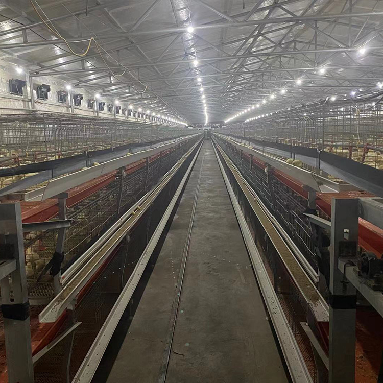 恒善肉鸡笼养系统 占地面积小 空间利用率高