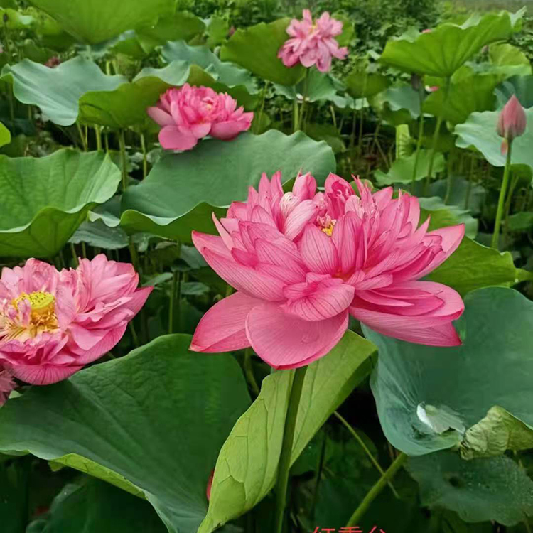 俊红  荷花种苗 荷花培育基地  花大叶丽  观赏性好