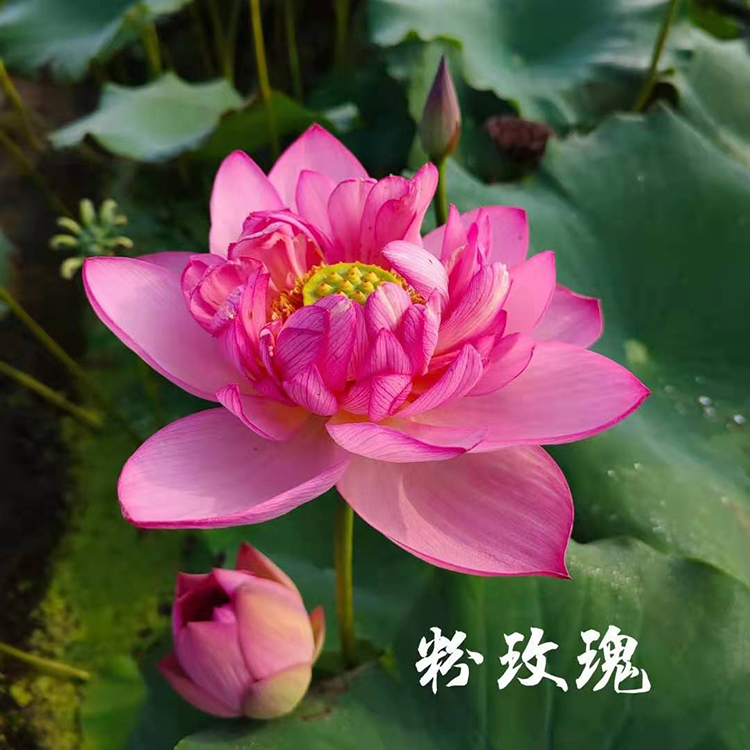 开花荷花  荷花种植基地 荷花小苗