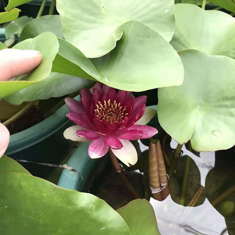 绿化观赏睡莲小苗 大盆睡莲 俊红带花苞出货