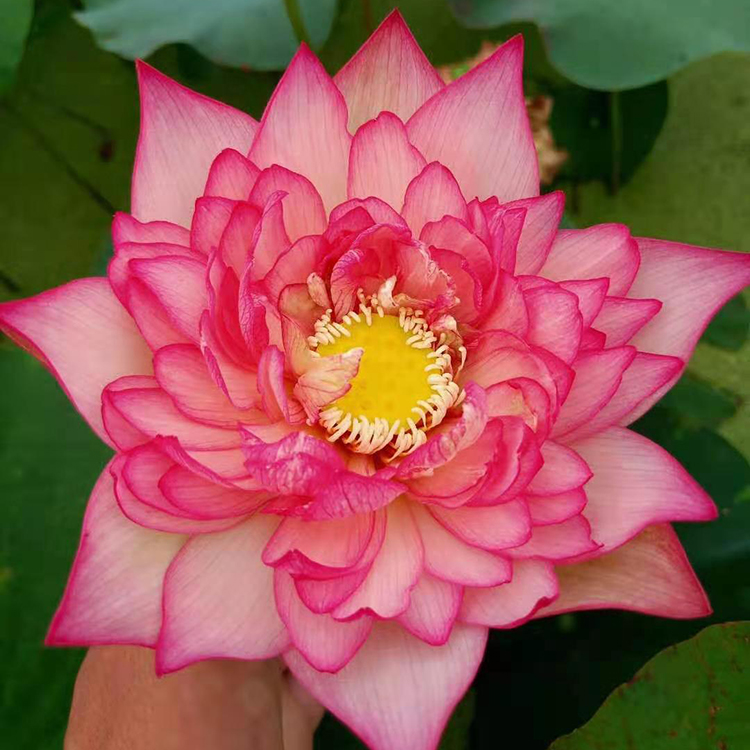 俊红 荷花种苗
