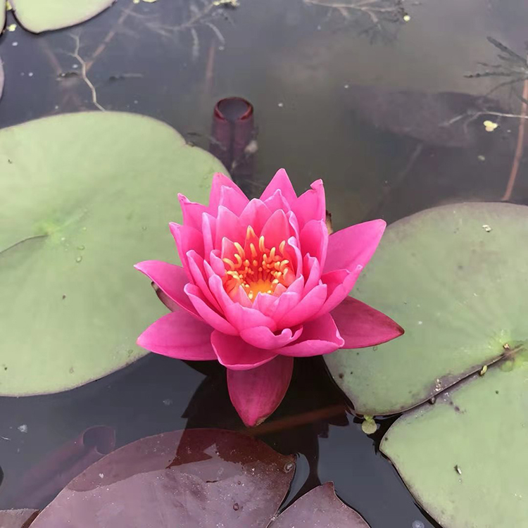 俊红 大盆睡莲种苗批发  易成活 花期7-9月 观赏性好