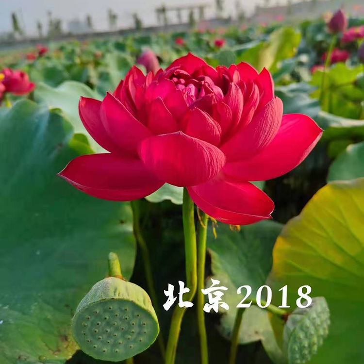俊红常年供应品种荷花 开花荷花小苗  池塘绿化荷花苗