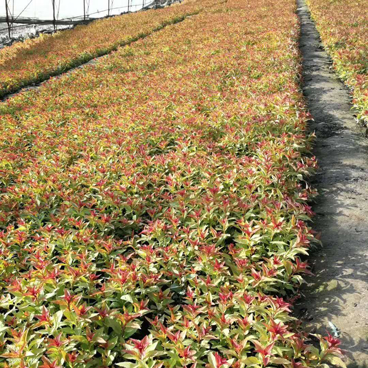 金焰绣线菊直销 正艳花卉 金焰绣线菊 一二年宿根花卉