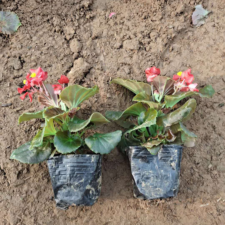 正艳花卉四季海棠 观赏植被 四季海棠小苗供应 质优价廉