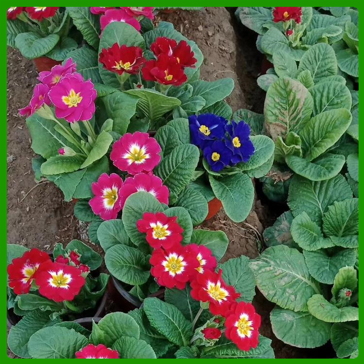 报春花 耐寒报春花盆栽 悦达花卉 基地供应