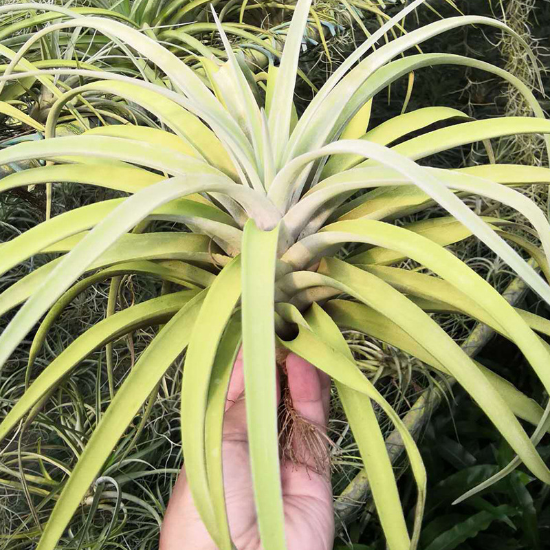 空气凤梨 开普特无土植物绿植花卉 懒人盆栽空气凤梨