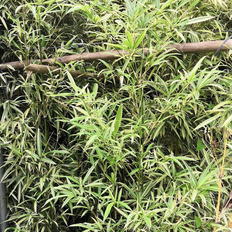 花叶唐竹 室内富贵竹 观赏竹盆景
