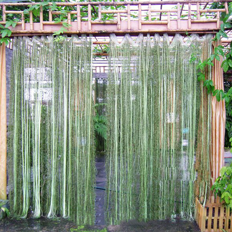 空气凤梨 植物窗帘 室内庭院装饰植物 气生植物 净化空气植物
