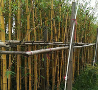 黄金间碧玉竹 金镶玉竹 可盆栽彩色竹子 庭院绿化植物