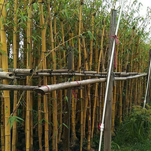 黄金间碧玉竹 金镶玉竹 可盆栽彩色竹子 庭院绿化植物