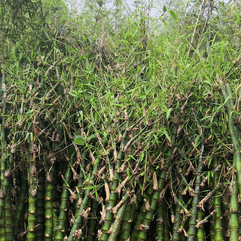 青绿色佛肚竹 佛肚竹盆景