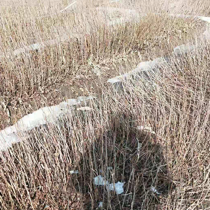 长期出售圆枣子苗，刘家苗圃圆枣子苗价格咨询，存活率高的圆枣子苗