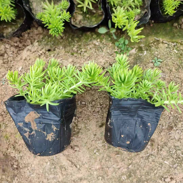 佛甲草