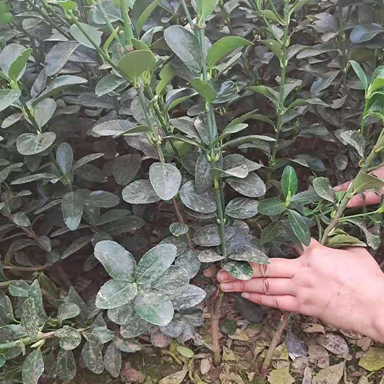 大叶黄杨培育基地 山东鑫杰大量批发 黄杨绿化工程苗