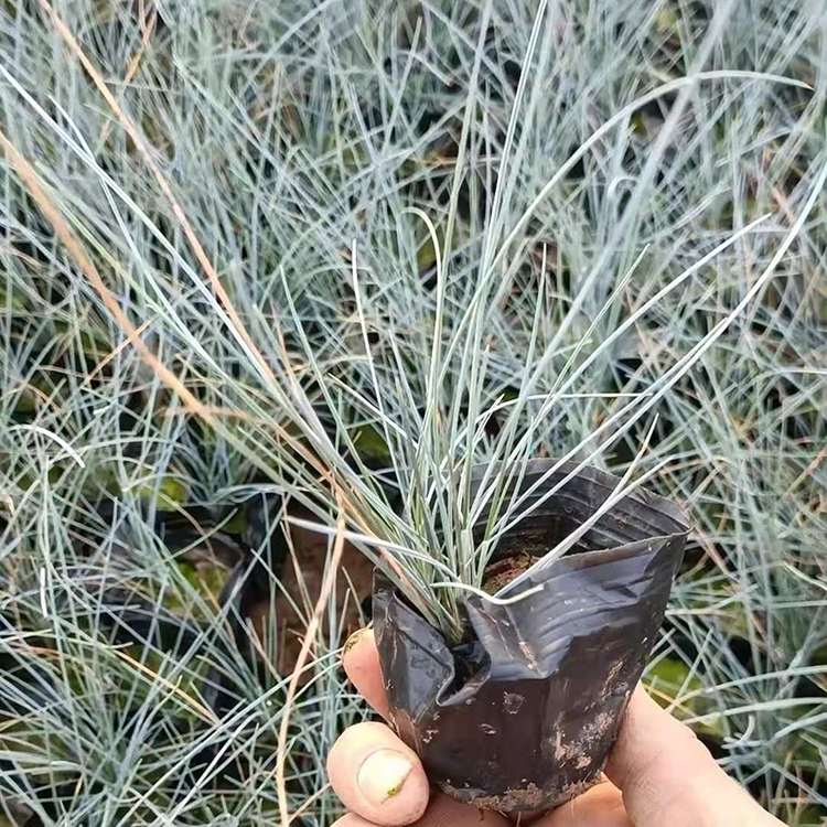 蓝羊茅 青州蓝羊茅 山东蓝羊茅 蓝羊茅小苗供应
