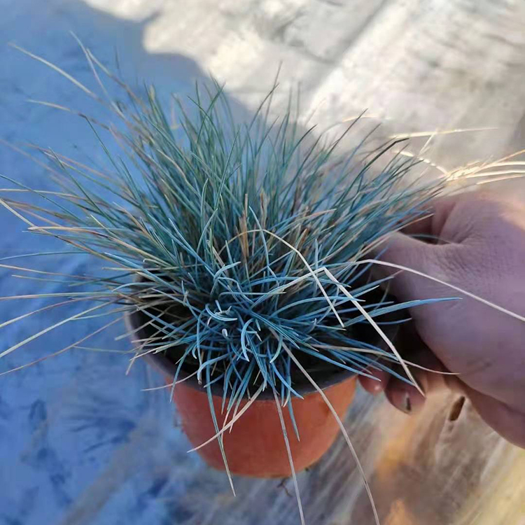 冷季节观赏草 蓝羊茅  蓝羊茅价格 