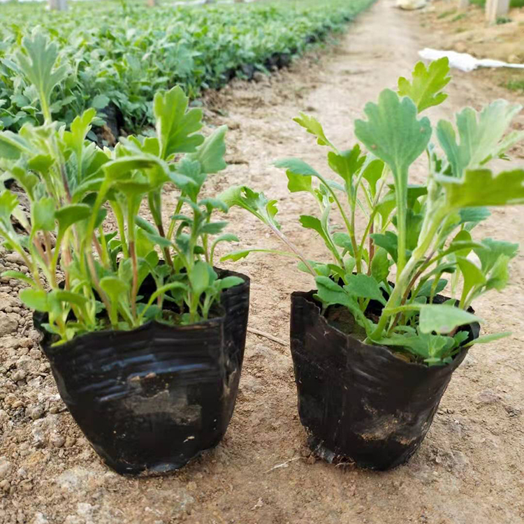 鑫杰  地被菊  株型低矮、花朵繁密、花色丰富