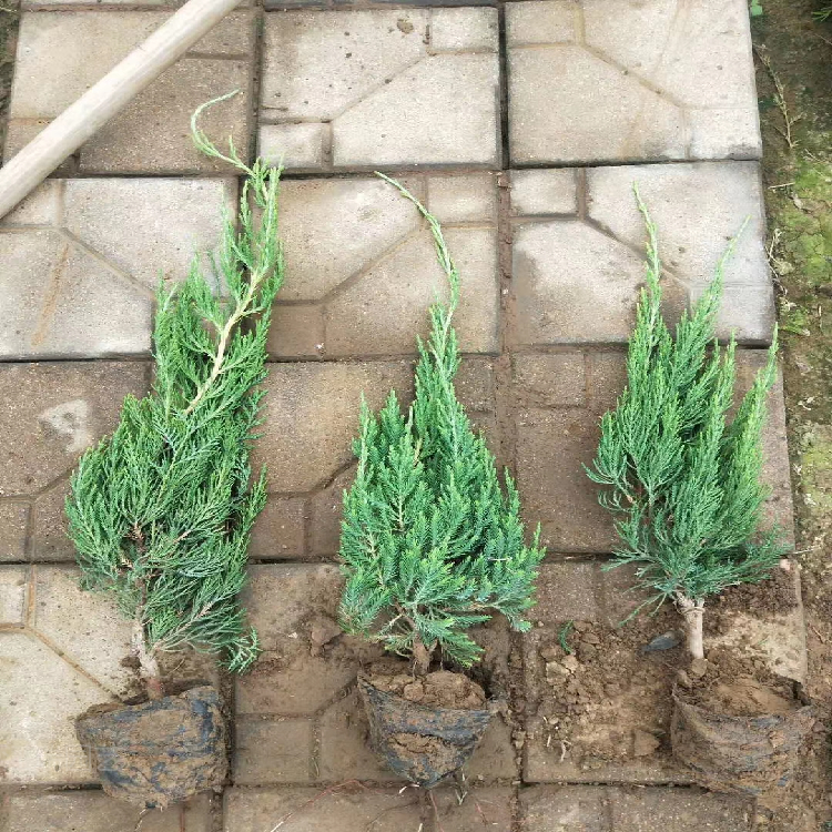 山东小龙柏基地 小龙柏种植厂家 小龙柏价格 江瑞现货供应欢迎选购