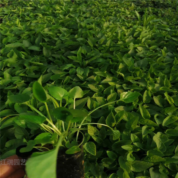 青州紫花地丁价格 紫花地丁种植厂家 紫花地丁培育基地 现货供应欢迎选购