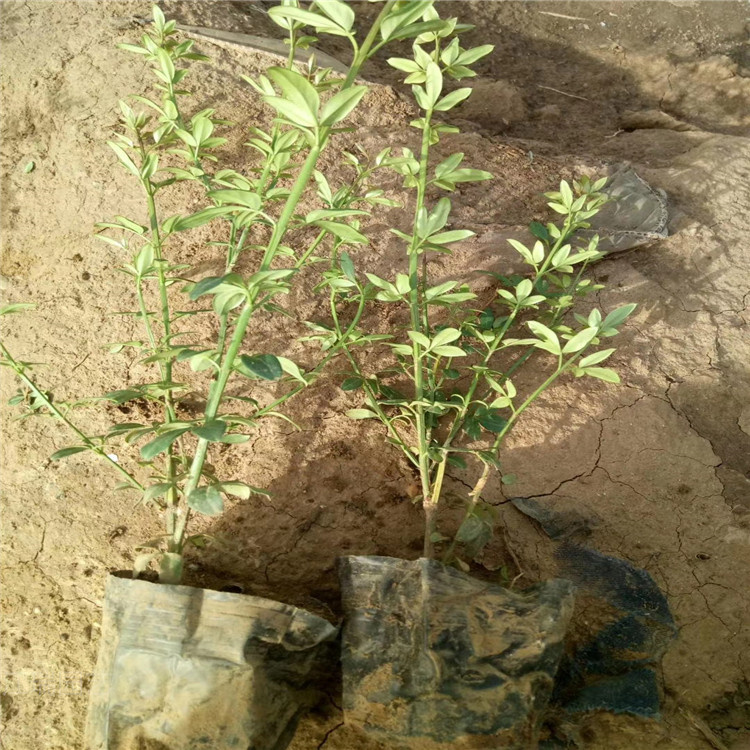 迎春花种植厂家 山东迎春花基地 迎春花价格 现货供应欢迎选购