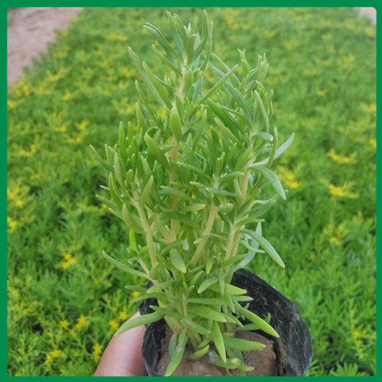 多年生佛甲草 青州诺森花卉种植基地 报价