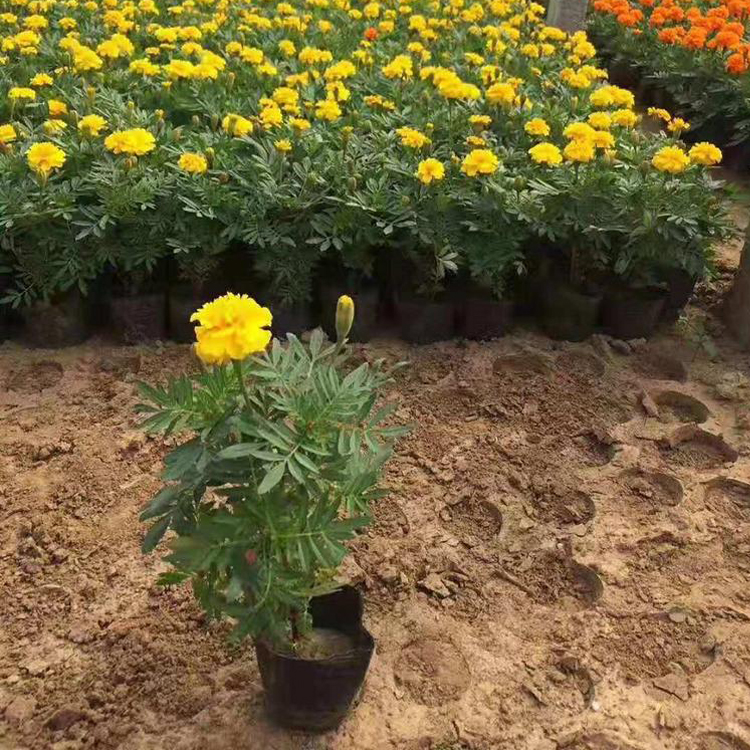 观赏用启点花卉孔雀草 绿化植被 规格可选