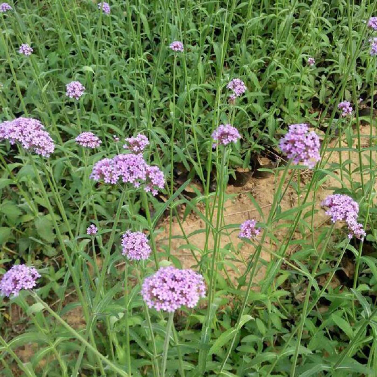 花海景观 优良品种 草本植物 启点花卉供应马鞭草出售