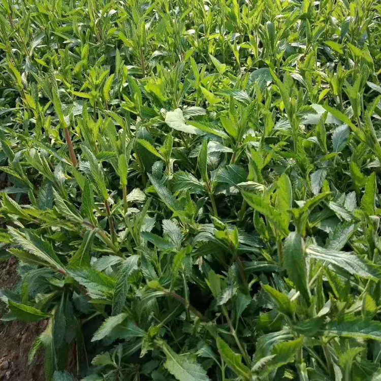 启点花卉供应马鞭草 花海景观 优良品种 草本植物