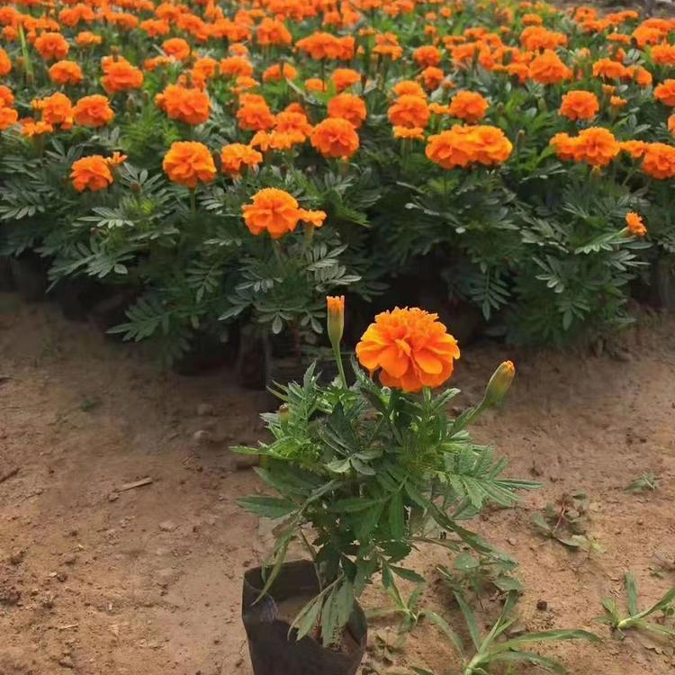 启点花卉孔雀草 观赏植被 规格可选 草花批发